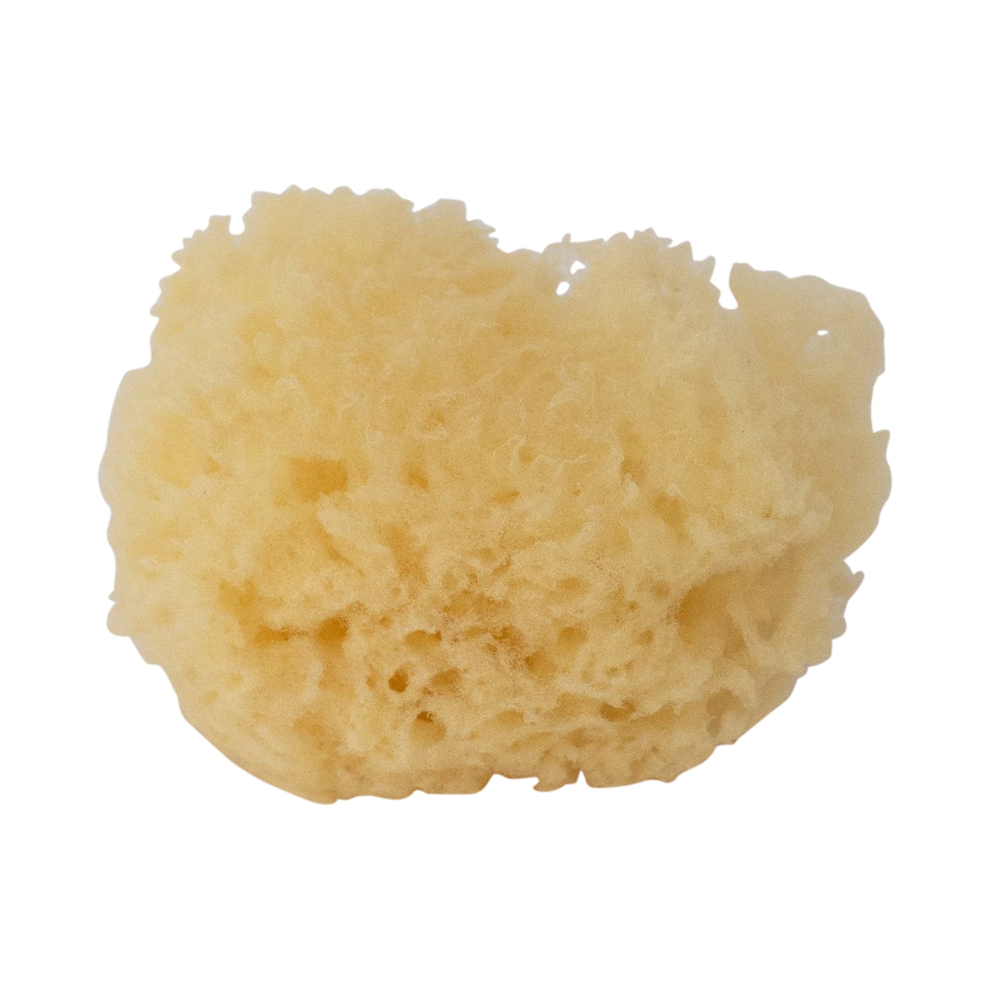 Natursvamp - Grovporig - 6 cm, 3 st - Art of Veda